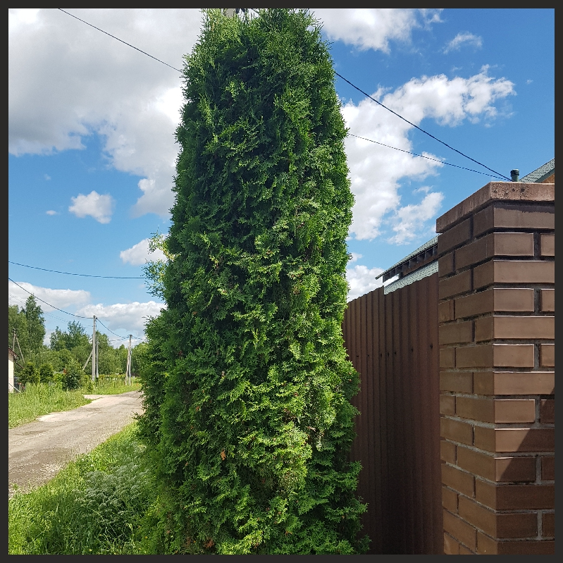 Туя Колумна (Columna) западная Туя Колумна (Columna) западная