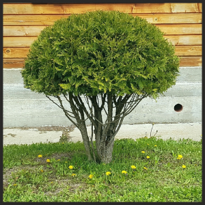 ��� �������� (Woodwardii) ��������
