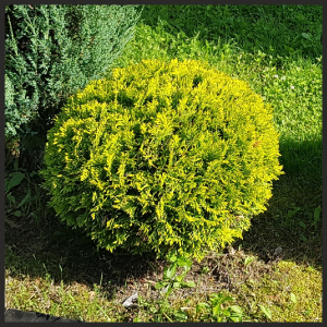 ��� ������ ����� (Danica Aurea) ��������