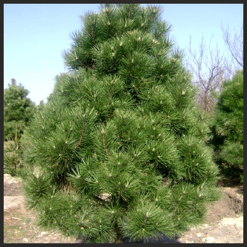 ����� ����������� (Pyramidalis) ������