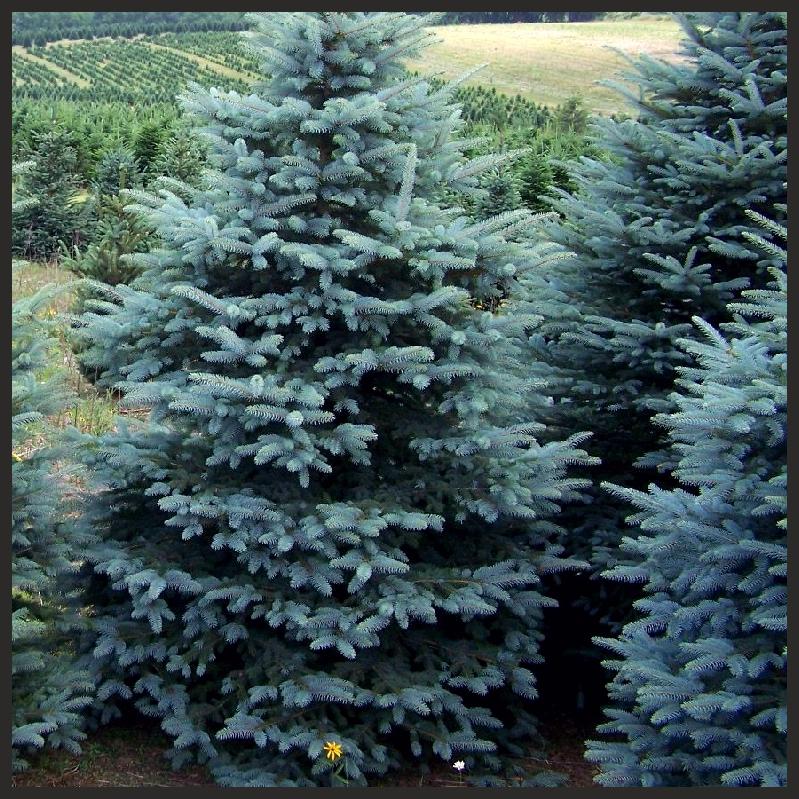 Ель Маджестик Блю (Majestic Blue) колючая Ель Маджестик Блю (Majestic Blue) колючая